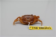 藏品(拉氏清溪蟹)的圖片